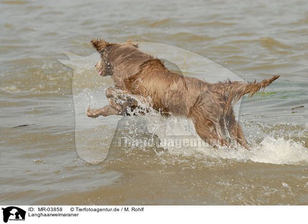 Langhaarweimaraner / longhaired Weimaraner / MR-03858
