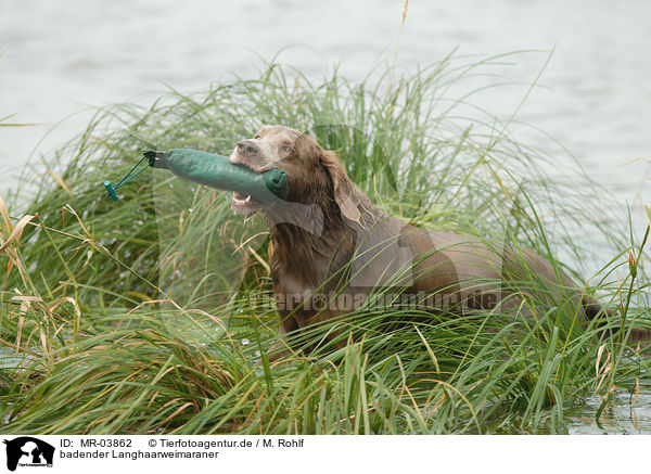 badender Langhaarweimaraner / bathing longhaired Weimaraner / MR-03862