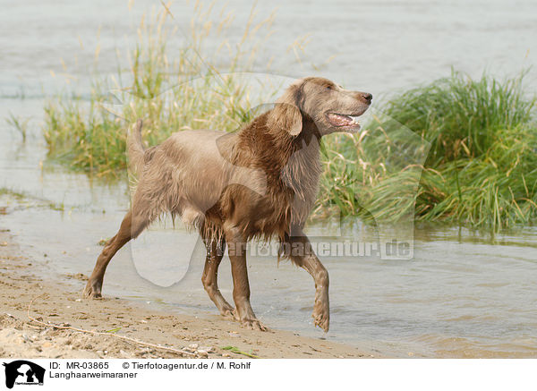 Langhaarweimaraner / MR-03865