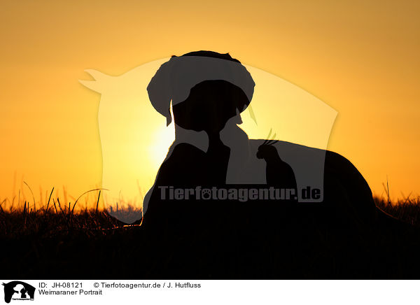 Weimaraner Portrait / Weimaraner Portrait / JH-08121