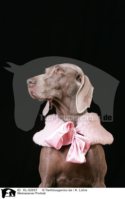 Weimaraner Portrait / Weimaraner Portrait / KL-02657