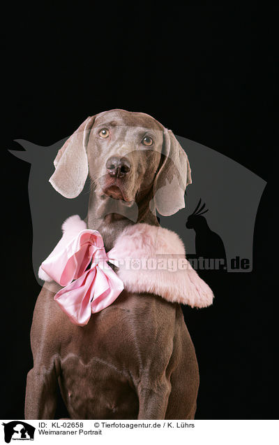 Weimaraner Portrait / Weimaraner Portrait / KL-02658