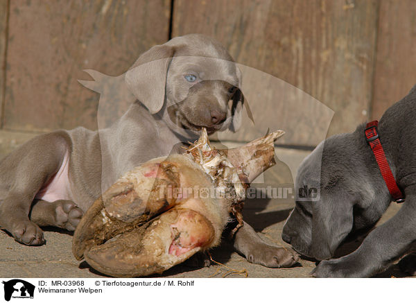 Weimaraner Welpen / Weimaraner Puppies / MR-03968