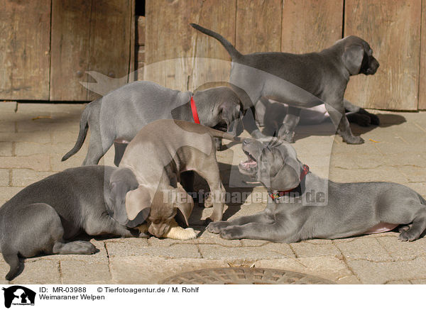 Weimaraner Welpen / Weimaraner Puppies / MR-03988