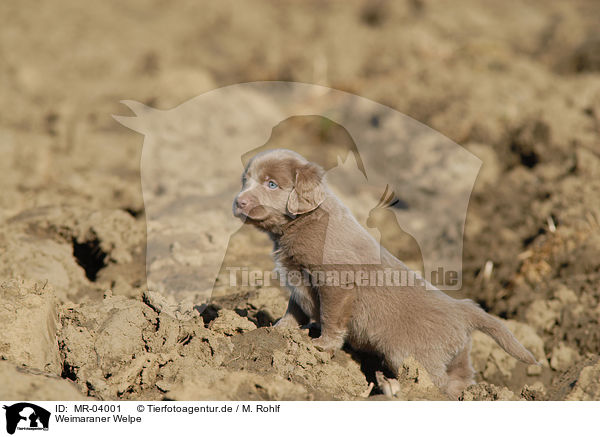 Weimaraner Welpe / Weimaraner Puppy / MR-04001
