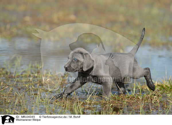 Weimaraner Welpe / Weimaraner Puppy / MR-04045