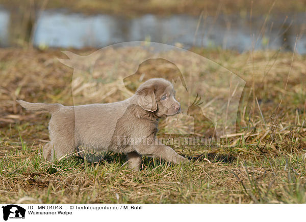 Weimaraner Welpe / Weimaraner Puppy / MR-04048