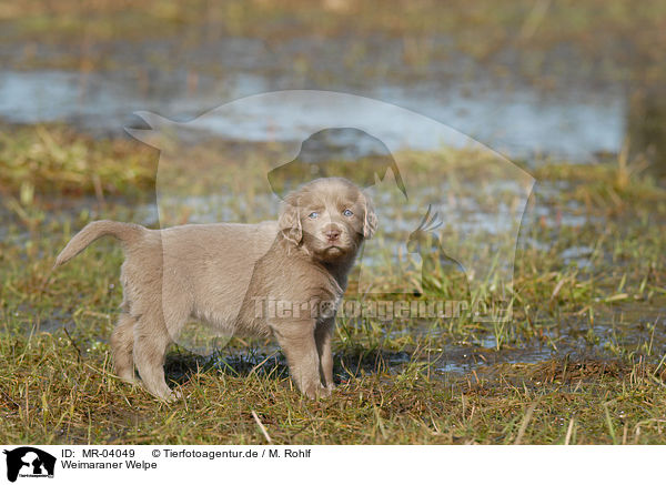 Weimaraner Welpe / Weimaraner Puppy / MR-04049