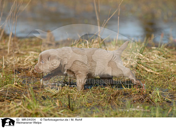 Weimaraner Welpe / Weimaraner Puppy / MR-04054