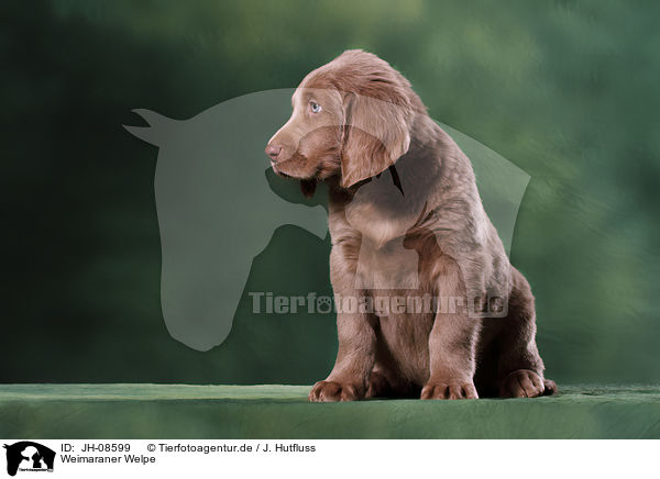 Weimaraner Welpe / Weimaraner puppy / JH-08599