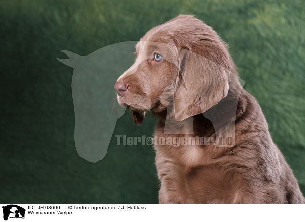 Weimaraner Welpe / Weimaraner puppy / JH-08600