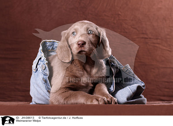 Weimaraner Welpe / Weimaraner puppy / JH-08613