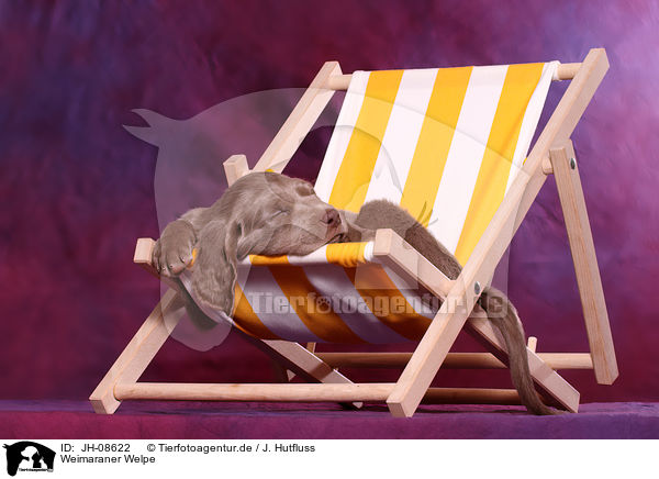 Weimaraner Welpe / Weimaraner puppy / JH-08622