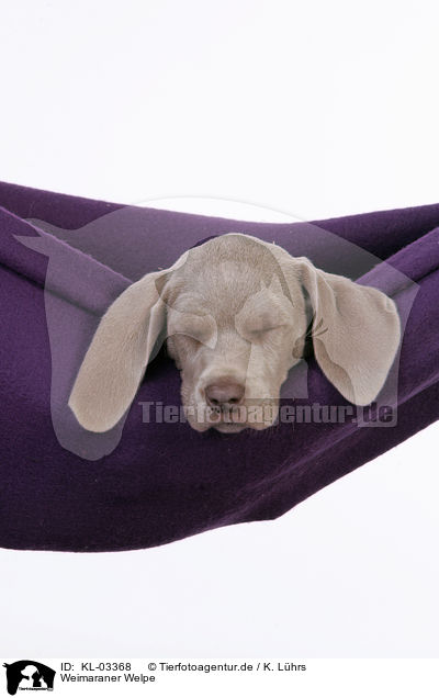 Weimaraner Welpe / KL-03368