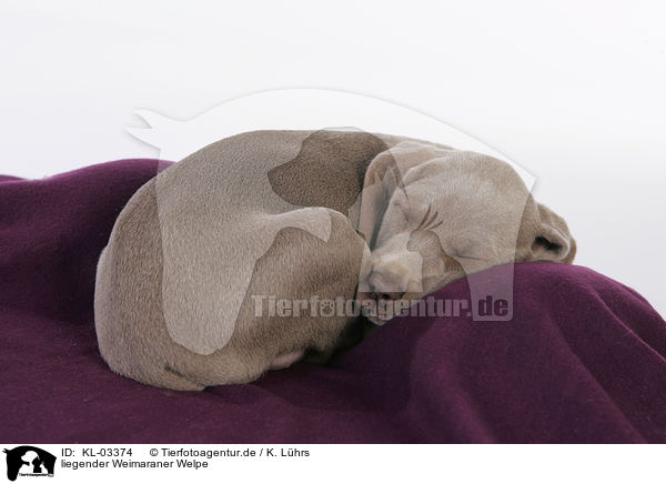 liegender Weimaraner Welpe / lying Weimaraner Puppy / KL-03374