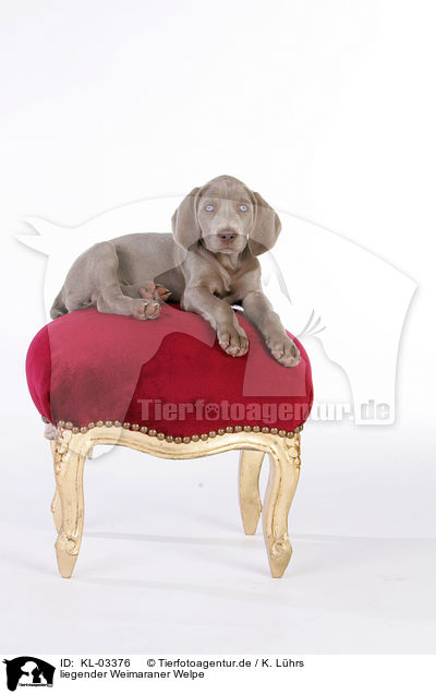liegender Weimaraner Welpe / KL-03376