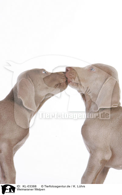 Weimaraner Welpen / KL-03388