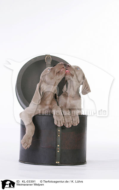 Weimaraner Welpen / KL-03391