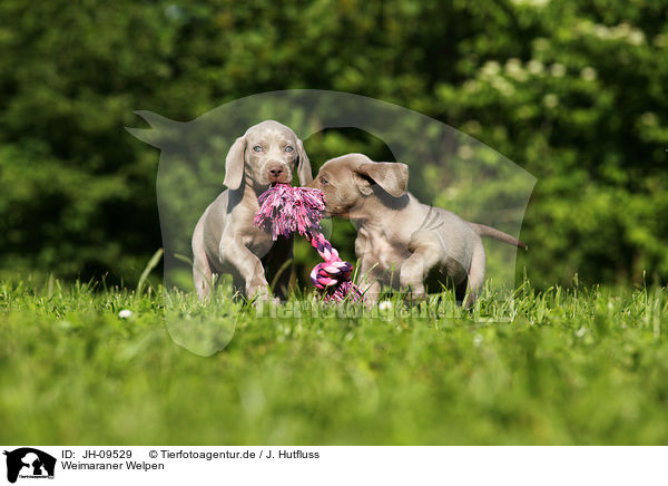 Weimaraner Welpen / Weimaraner Puppies / JH-09529