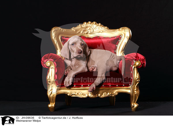 Weimaraner Welpe / Weimaraner Puppy / JH-09636