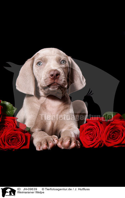 Weimaraner Welpe / JH-09639