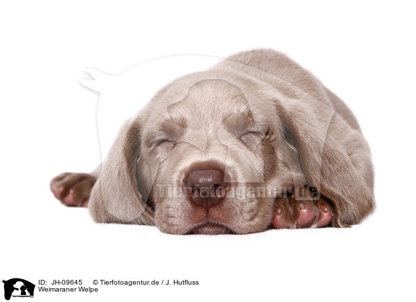 Weimaraner Welpe / Weimaraner Puppy / JH-09645