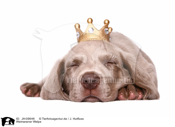 Weimaraner Welpe / JH-09646