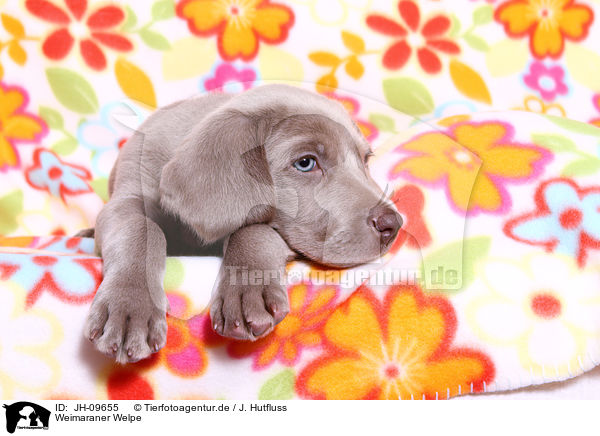 Weimaraner Welpe / Weimaraner Puppy / JH-09655