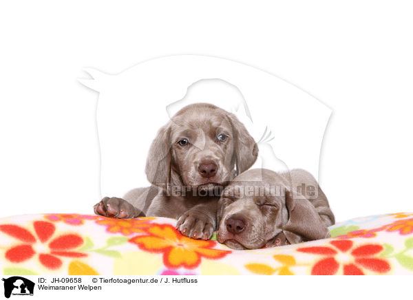 Weimaraner Welpen / JH-09658
