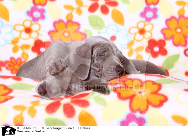 Weimaraner Welpen / JH-09662