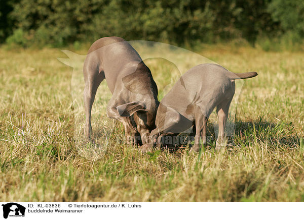 buddelnde Weimaraner / digging Weimaraner / KL-03836