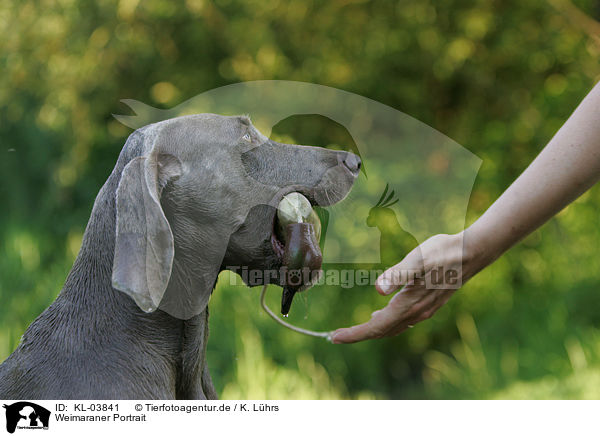 Weimaraner Portrait / Weimaraner Portrait / KL-03841