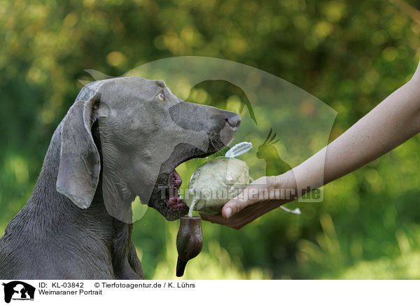 Weimaraner Portrait / Weimaraner Portrait / KL-03842