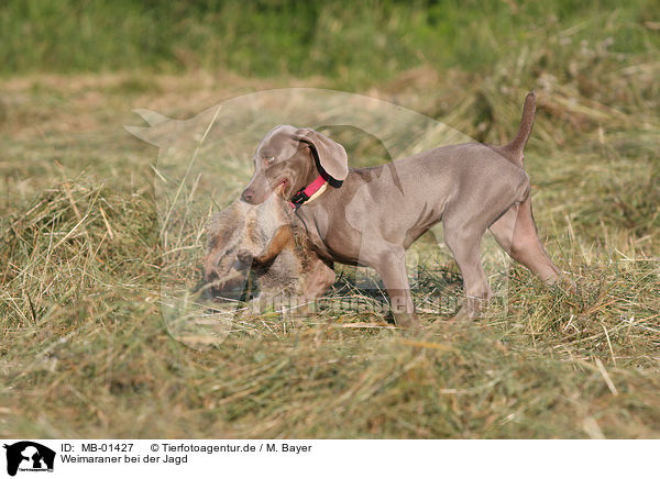 Weimaraner bei der Jagd / hunting with Weimaraner / MB-01427