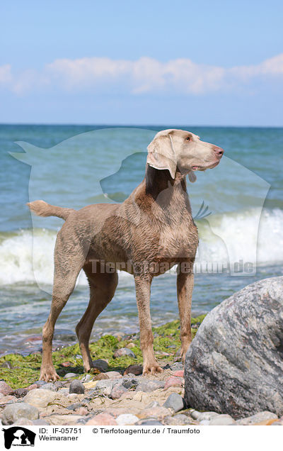 Weimaraner / IF-05751