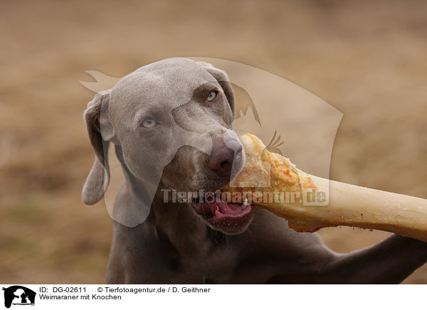 Weimaraner mit Knochen / Weimaraner with bone / DG-02611