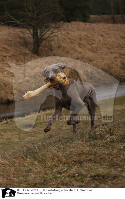 Weimaraner mit Knochen / Weimaraner with bone / DG-02631