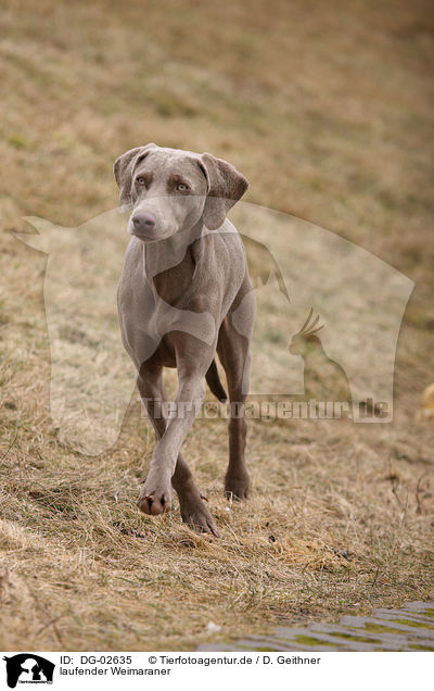 laufender Weimaraner / trotting Weimaraner / DG-02635