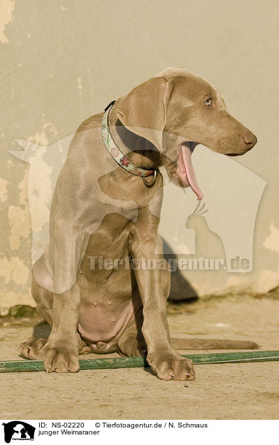 junger Weimaraner / young Weimaraner / NS-02220