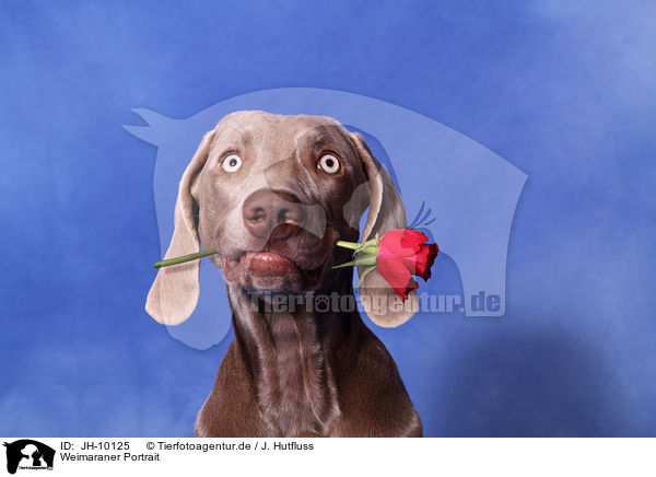 Weimaraner Portrait / JH-10125