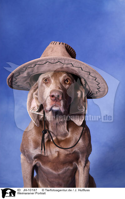 Weimaraner Portrait / JH-10187