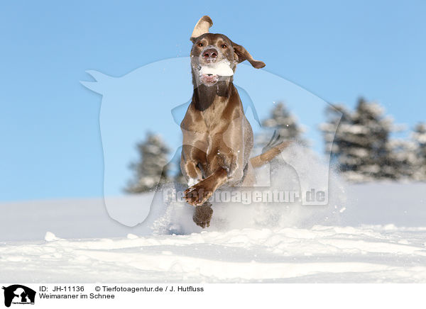 Weimaraner im Schnee / Weimaraner in snow / JH-11136