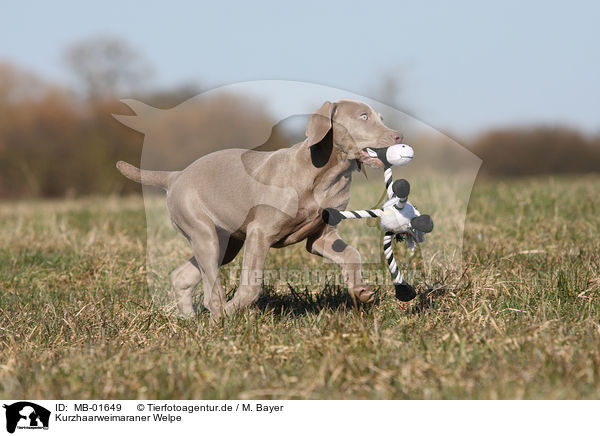 Kurzhaarweimaraner Welpe / shorthaired Weimaraner puppy / MB-01649