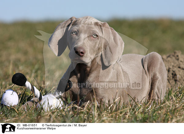 Kurzhaarweimaraner Welpe / shorthaired Weimaraner puppy / MB-01651