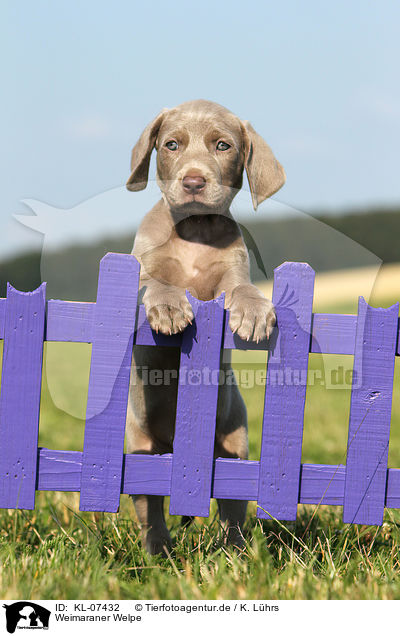 Weimaraner Welpe / KL-07432