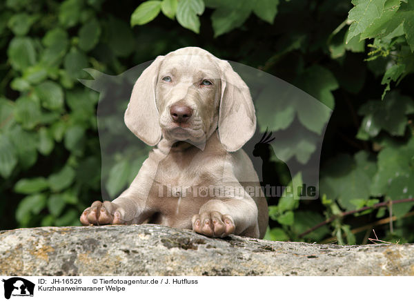 Kurzhaarweimaraner Welpe / JH-16526