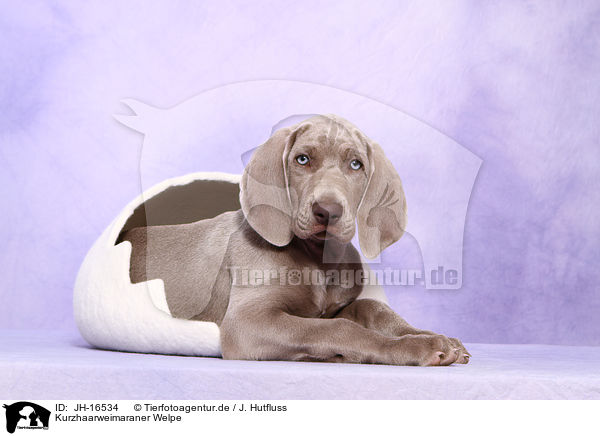 Kurzhaarweimaraner Welpe / JH-16534