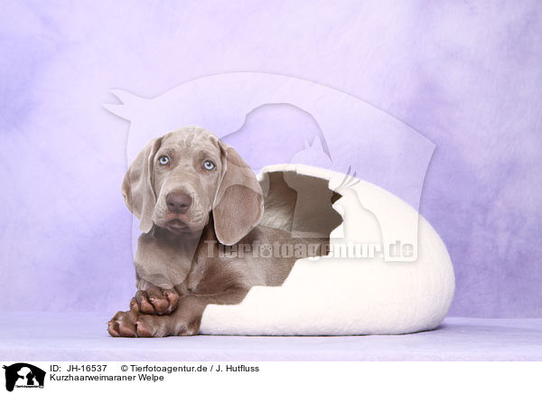 Kurzhaarweimaraner Welpe / shorthaired Weimaraner puppy / JH-16537