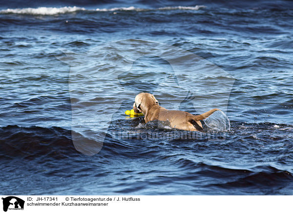 schwimmender Kurzhaarweimaraner / swimming shorthaired Weimaraner / JH-17341