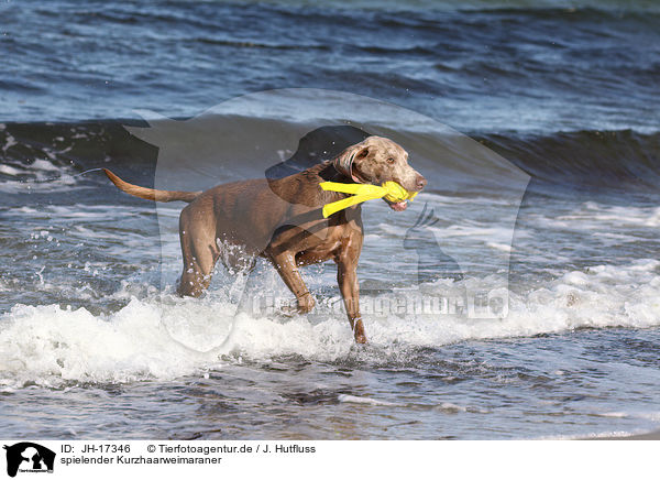 spielender Kurzhaarweimaraner / playing shorthaired Weimaraner / JH-17346